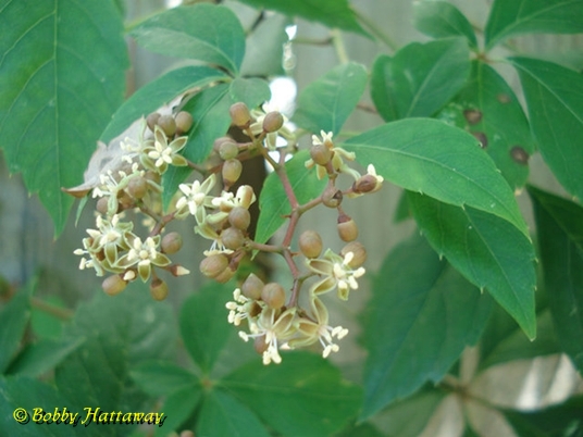 {Parthenocissus quinquefolia}